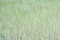 Green triticale ears, hybrid of wheat and rye in summer sunny field. Royalty Free Stock Photo