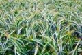 Green triticale field Royalty Free Stock Photo