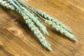 Green triticale Royalty Free Stock Photo