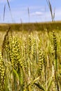 triticale field Royalty Free Stock Photo