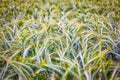 Green `Triticale` wheat ears Royalty Free Stock Photo