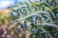 Green `Triticale` wheat ears Royalty Free Stock Photo