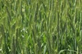 Green `Triticale` wheat ears Royalty Free Stock Photo