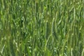 Green `Triticale` wheat ears Royalty Free Stock Photo