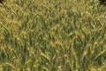 Green `Triticale` wheat ears Royalty Free Stock Photo