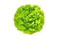 Green trocadero lettuce salad head top view Royalty Free Stock Photo