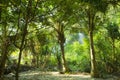 Green tropic jungle. Paradise forest. Coconut Palms and another plants.