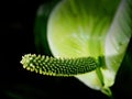 Green tropical Anthurium plant