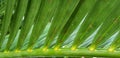 Green tropical Areca catechu leaves close up