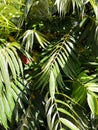 Green tropical background large exotic leaves. tropical plant foliage texture, large palm leaf nature background Royalty Free Stock Photo