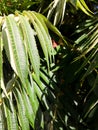 Green tropical background large exotic leaves. tropical plant foliage texture, large palm leaf nature background Royalty Free Stock Photo