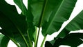 Green tropical banana leaves tree isolated on white background