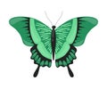 Green Tropical Butterfly, Beautiful Flying Insect for Decorative Element Vector Illustration Royalty Free Stock Photo