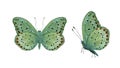 Green tropical butterfly with red spots Royalty Free Stock Photo