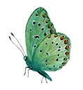 Green tropical butterfly with red spots Royalty Free Stock Photo