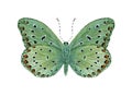 Green tropical butterfly with red spots Royalty Free Stock Photo