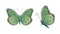 green tropical butterfly with red spots Royalty Free Stock Photo