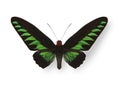 Green tropical butterfly with shadow Royalty Free Stock Photo