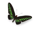 Green tropical butterfly with shadow Royalty Free Stock Photo