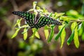 Green tropical butterfly Royalty Free Stock Photo