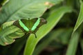 A green tropical butterfly with spread wings Royalty Free Stock Photo