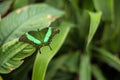 A green tropical butterfly with spread wings Royalty Free Stock Photo