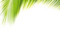 Green tropical coconut leaf isolated on white background. Royalty Free Stock Photo