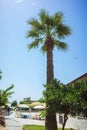 Green Tropical Coconut Palm Trees in the Blue Sunny Sky