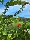 green tropical forest area with hibiscus flowers and clear blue sky, plantain tree leaf