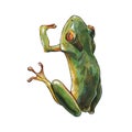 Green tropical frog hanging on watercolor illustration. Red eye tree animal hand drawn image. Small funny exotic holding branch f Royalty Free Stock Photo