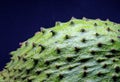 Green tropical fruit on black background. Soursup or soursop detail. Royalty Free Stock Photo