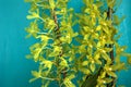 Green tropical Grammatophyllum scriptum var citrinum orchid flowers cluster