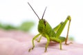 Green tropical grasshopper on hand. Garden grasshopper head closeup. Exotic insect macrophoto. Summer grasshopper Royalty Free Stock Photo