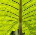 Green tropical leaf with ants on veins Royalty Free Stock Photo