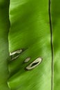 Green Tropical Leaf Royalty Free Stock Photo