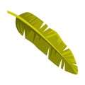 Green Tropical Leaf and Foliage of Bali Vector Illustration