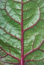 green tropical leaf surface texture background Royalty Free Stock Photo