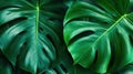 Green Tropical Leaf Texture Background Royalty Free Stock Photo