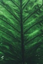 Green Tropical leaf, texture background. Forest\'s feeling. Royalty Free Stock Photo