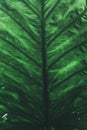 Green Tropical leaf, texture background. Forest\'s feeling.