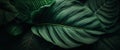 green tropical leaf texture background. generative AI Royalty Free Stock Photo