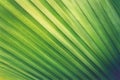 Green tropical leaf texture, fresh green nature stripe background
