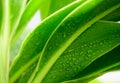 Green tropical leaf texture with rain water drop Royalty Free Stock Photo