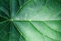 Green tropical leaf. Leaf of tree texture close up. Aabstract green nature background Royalty Free Stock Photo