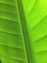 Green tropical leaf vains