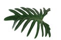 Green tropical leaf on white background, Philodendron xanadu Croat