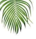 Green tropical leaf of yellow palm isolated on white background Royalty Free Stock Photo