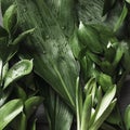 Green tropical leafs with raindrops. Top view. Floral pattern. Nature background. Royalty Free Stock Photo