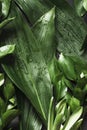 Green tropical leafs with raindrops. Top view. Floral pattern. Nature background. Royalty Free Stock Photo