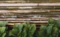 Green tropical leaves against bamboo plank fence. Royalty Free Stock Photo